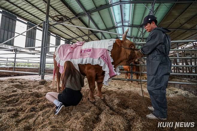7일 경남 의령군 한 축사에서 김두철(55) 우주와 전채린(35)씨가 초롱이에게 핑크색 옷을 입혀보고 있다.