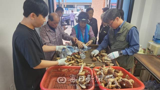 10일 오후, 경북 봉화군 봉화읍 내성리 봉화군산림조합 공판장에서 송이버섯 선별작업이 진행되고 있다. 손병현 기자