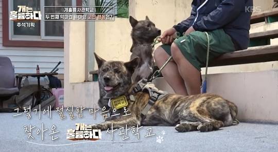 사진=KBS 2TV ‘개는 훌륭하다’