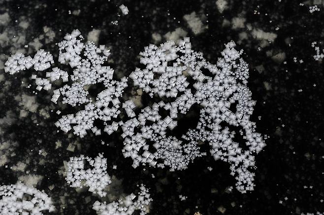 바닷물을 증발시켜 만든 소금 결정체를 비유적으로 이르는 ‘소금꽃’의 모습. 육면체 모양이 뚜렷하다.<전남도 제공>