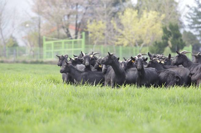 염소 모습. 농진청 제공