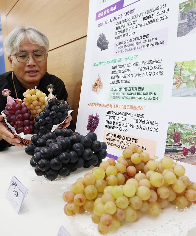 농촌진흥청 국립원예특작과학원 관계자가 15일 세종시 정부세종청사 농식품부에서 '코코볼', 슈팅스타', '홍주씨들리스' 등 신품종 포도의 특성을 설명하고 있다. /뉴스1
