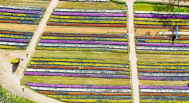 경기 연천군 연천전곡리유적에서 국화축제가 열린 17일 시민들이 꽃구경하고 있다. 한수빈 기자