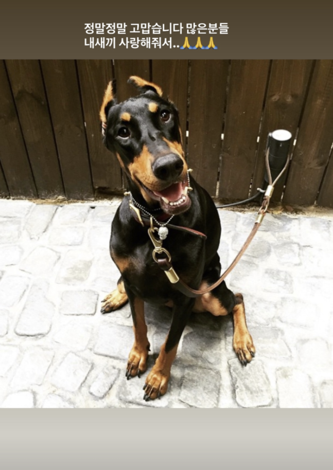 ▲ 배정남 반려견 벨. 출처| 배정남 인스타그램