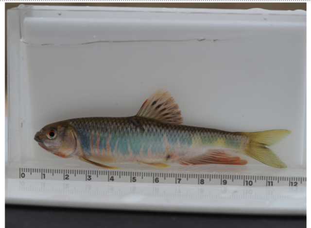 피라미(우점종). 사진제공=국립중앙과학관