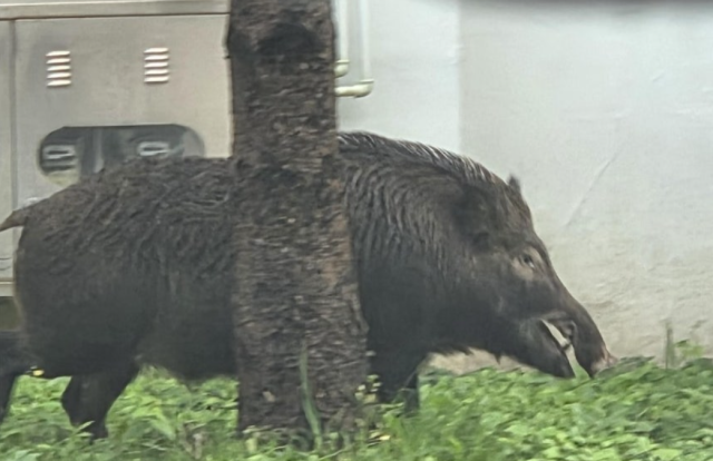 포항 주택가에 나타난 멧돼지. 사진=연합뉴스(독자 제공)