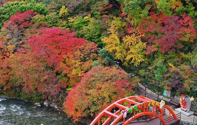 강원 태백시 철암단풍군락지가 단풍으로 물들어가고 있다. 연합뉴스