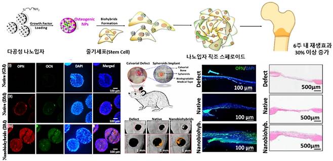 나노입자-직조 줄기세포 기반 스페로이드의 뼈 재생효과. 한국화학연구원