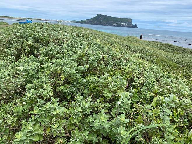 신양 해안사구 순비기나무군락. 사진=제주자연의벗.