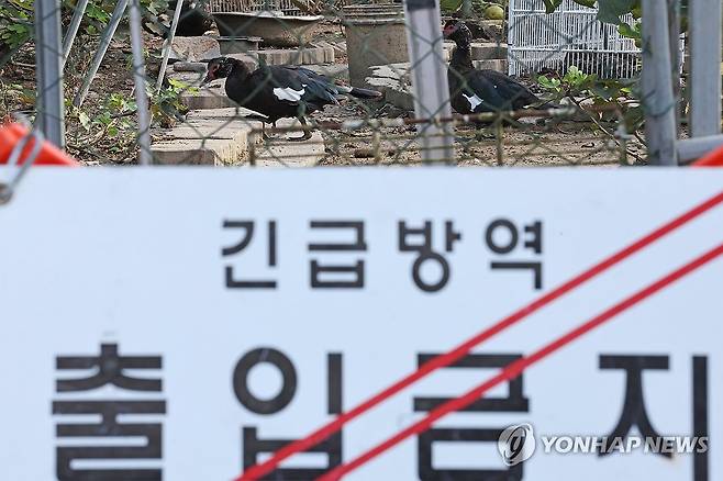 광주 기러기 농장서 조류인플루엔자 발생 (광주=연합뉴스) 김혜인 기자 = 22일 조류인플루엔자(AI)가 발생한 광주 남구 한 기러기 농장의 모습. 농림축산식품부는 전날부터 'AI 긴급행동지침'에 따라 해당 농장에 초동 대응팀을 투입해 출입을 통제하고 살처분과 역학조사 등 방역 조치를 하고 있다. in@yna.co.kr