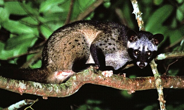 아시아사향고양이는 야행성 동물로 열매나 과육이 많은 과일을 주로 먹는다. 위키미디어 코먼스