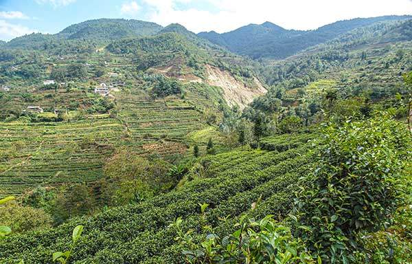 고산지대 산간마을에서 재배되는 차나무.