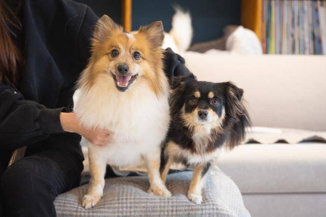 동물단체 사무실 앞에 버려진 후 구조된 보리(왼쪽)와 탄이가 서울 마포구 잔다리로 카라 아름품 카페에서 가족을 기다리던 모습. 카라 제공