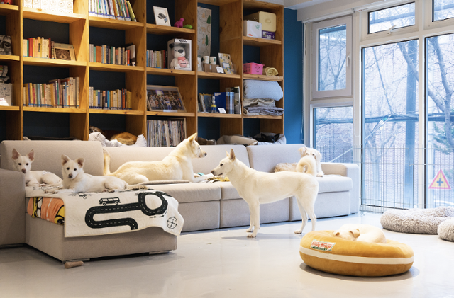 서울 마포구 카라의 더불어숨센터 내 입양카페인 아름품은 일반 가정과 비슷한 환경으로 꾸며 입양 전 동물의 사회화를 돕는 것을 목표로 했다. 카라 노조 제공