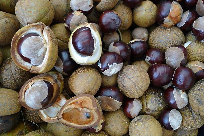 칠엽수의 열매. 껍질 안에 밤과 비슷한 열매가 들어있다. 천리포수목원 제공