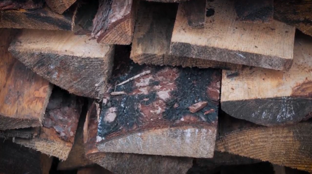 동화기업 공장에 입고된 산불 피해목. 동화기업 제공