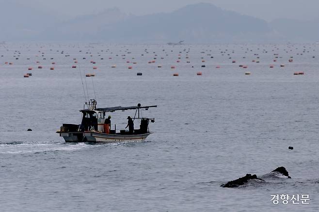 해변 바로 앞에는 작업 중인 어선과 함께 양식장이 끝없이 펼쳐져 있었다. 고흥 l 문재원 기자
