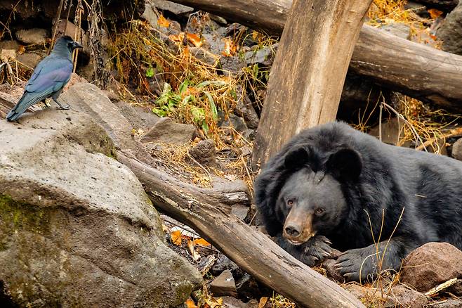 RUSSIA, PRIMORYE REGION - OCTOBER 30, 2025: A raven and an Asian black bear are seen in the Primorsky Safari Park in the village of Shkotovo. Yuri Smityuk/TASS
<저작권자(c) 연합뉴스, 무단 전재-재배포, AI 학습 및 활용 금지>