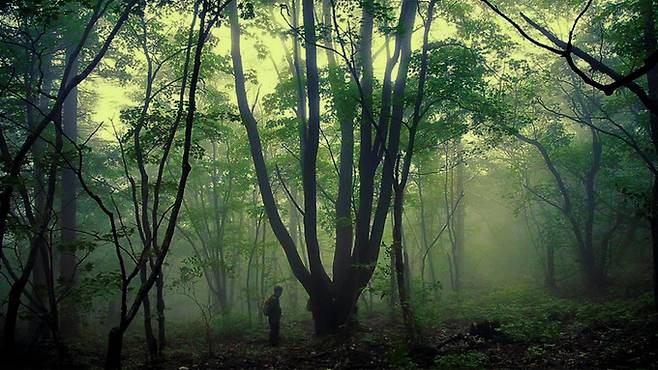 가리왕산은 조선 세종 때부터 사람의 출입과 벌목을 금했을 정도로 중요하게 보호해온 곳으로, 현재까지도 최대 원시림 지역으로 평가받는다. 시네마달 제공