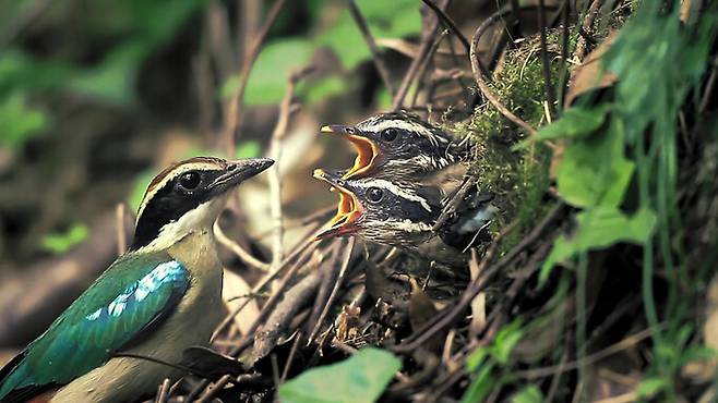가리왕산에는 갈참나무·박달나무·단풍나무 등 다양한 수목과 산양·삵·담비·팔색조 등 수많은 야생동물이 이곳에 터 잡고 살고 있다. 시네마달 제공