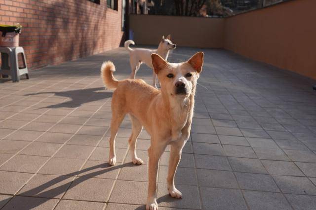 동물자유연대 온센터 입소 이후 몽몽이는 다른 개들의 존재에 의지하며 빠르게 새 공간에 적응해갔다. 동물자유연대 제공