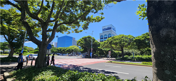 신대로 도시숲. (출처: 제주도)