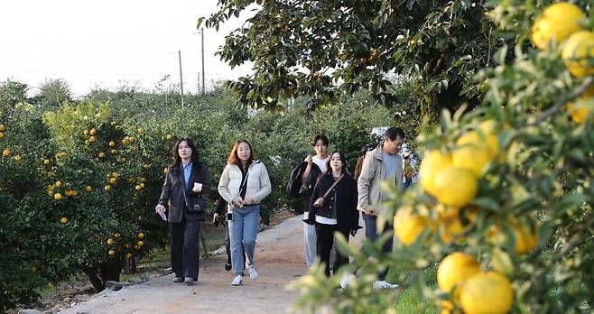 관광객들의 인기 코스였던 유자밭 탕방로를 걷는 관광객들이 여유와 힐링을 만끽하고 있다. ⓒ고흥군