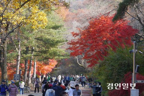울긋불긋 가을빛이 가득한 서울대학교 안양수목원에서 많은 탐방객들이 가을 정취를 만끽하고 있다. 2025.11.12 안양/박상일기자 metro@kyeongin.com