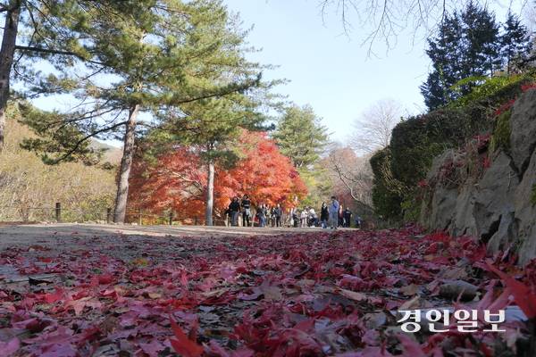 빨간 단풍잎이 바닥에 가득한 서울대학교 안양수목원에서 탐방객들이 가을 정취를 만끽하고 있다. 2025.11.12 안양/박상일기자 metro@kyeongin.com
