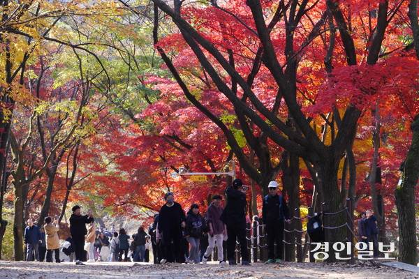 서울대학교 안양수목원에서 가장 인기 있는 장소로 꼽히는 단풍나무 언덕에서 탐방객들이 울긋불긋 물든 단풍을 즐기고 있다. 2025.11.12 안양/박상일기자 metro@kyeongin.com