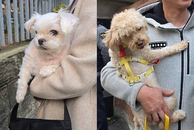 연수여고에서 수능을 보는 가족을 응원하러 나온 (왼쪽) 포비와 (오른쪽) 쿠키. <사진=김민지 기자>