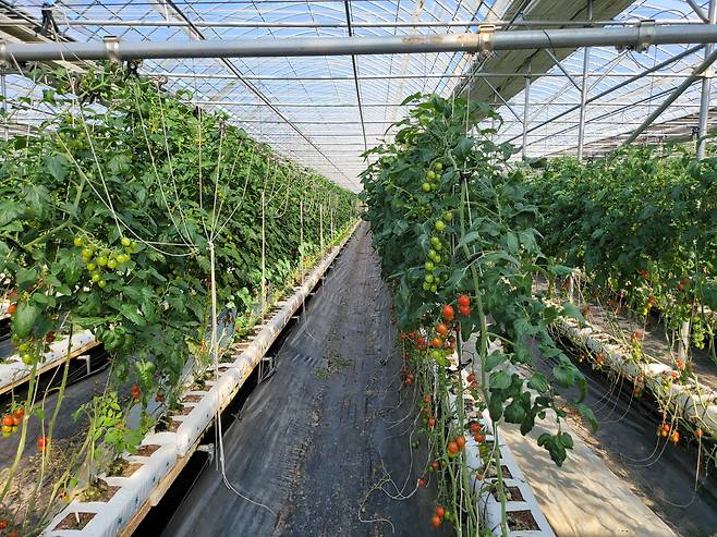 강원도 철원 '모던'의 가바 토마토 스타트팜.