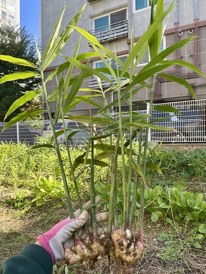 처음 길러서 출하까지 하게 된 생강.