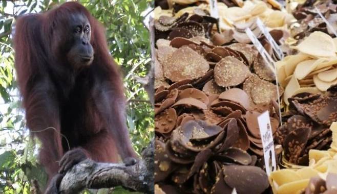 과자의 주 원료인 팜유 생산 확대는 오랑우탄의 서식지를 파괴한다. 픽사베이, 막스플랑크연구소