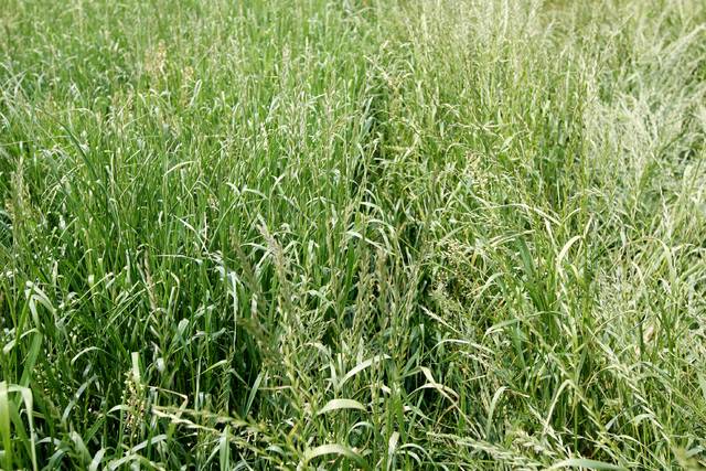 이탈리안라이그라스. 농촌진흥청