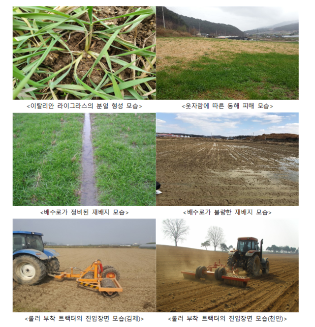 동계 사료작물 재배지 월동 전 관리 관련 사진. 농촌진흥청