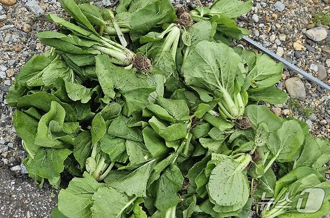 충북 괴산 배추 재배농가가 불량배추라며 뽑아 버린 배추./뉴스1