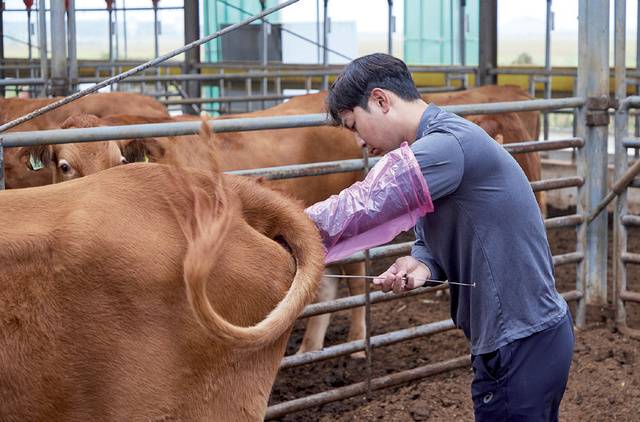 인공수정을 하고 있는 김명상 대표. 최근 개량 효과가 성적으로 나타나기 시작했다.