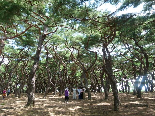 줄기가 굽은 것이 특징인 안강송. 흥덕왕릉 주변은 안강송으로 절경을 이룬다.