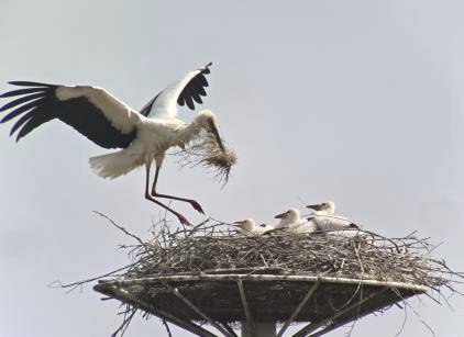 황새둥지 모습.사진=예산군 제공