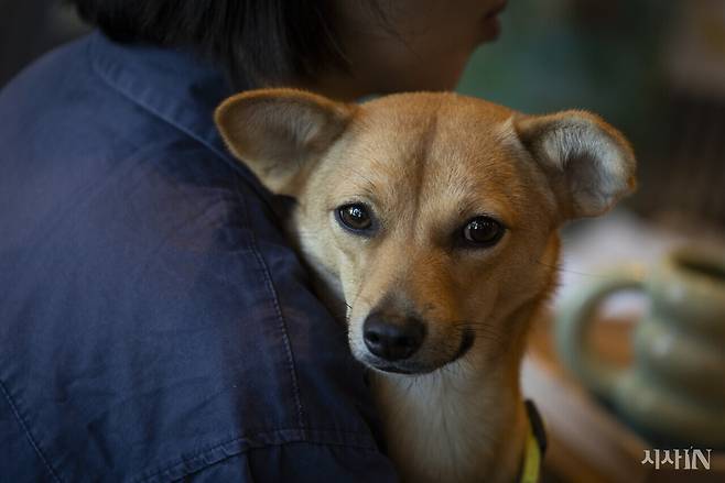 은행이는 전주시 인근 야산에서 포획돼 시보호소에 머물렀다. 안락사하기 이틀 전에 정윤영씨가 임시 보호를 결정하고 집으로 데려왔다. ⓒ시사IN 이명익