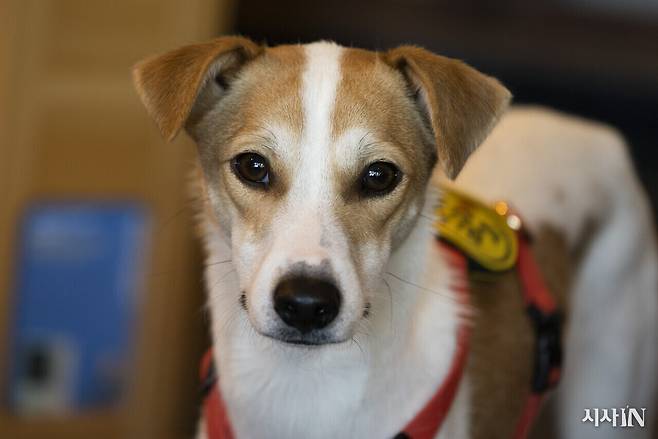 11월17일 서울시 영등포구에 위치한 동물책방 ‘정글핌피’에서 ‘들에서 사라진 개들’ 프로젝트에 관한 인터뷰를 진행했다. 14개월 된 단풍이도 함께했다. ⓒ시사IN 이명익