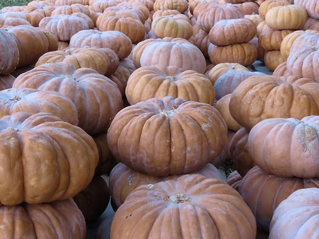 호박엿 공장에 늘어서 있는 호박