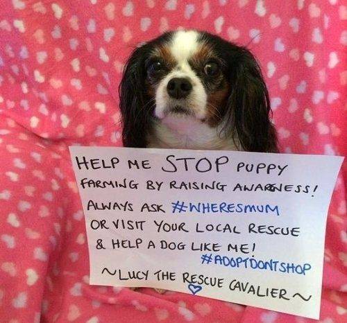 '강아지 공장'에서 구조된 영국 개 '루시' (출처=연합뉴스)