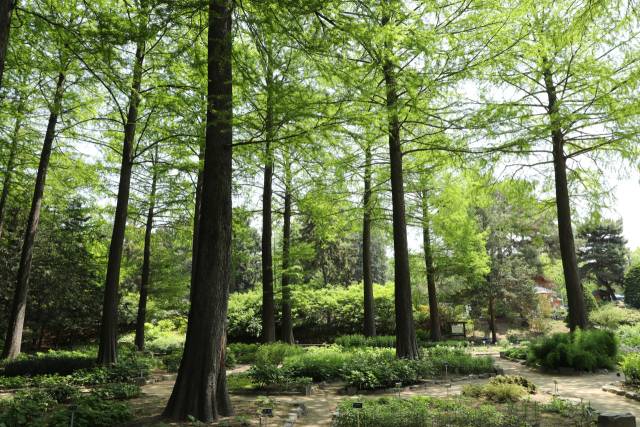 홍릉수목원 낙우송 약용식물원 . 사진제공=국립산림과학원