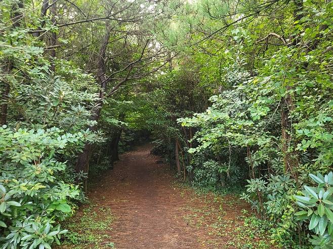서우봉에서 만나는 숲길. 제주 강동삼 기자