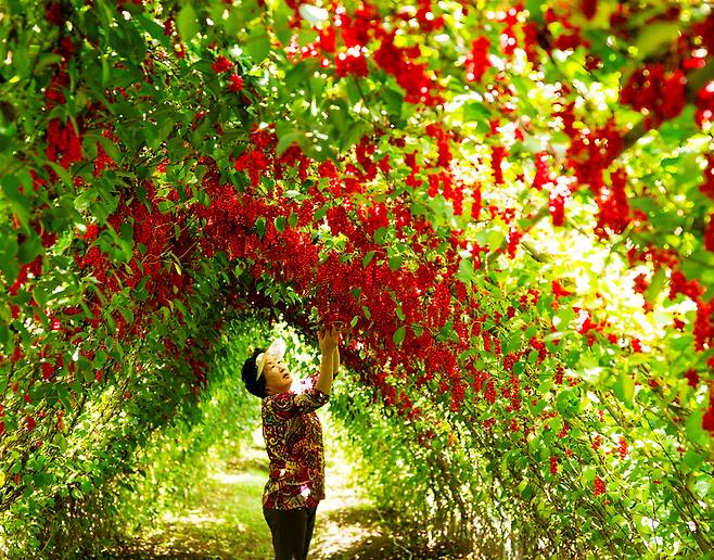 탐스럽게 익은 오미자 열매가 주렁주렁 달려 있다.