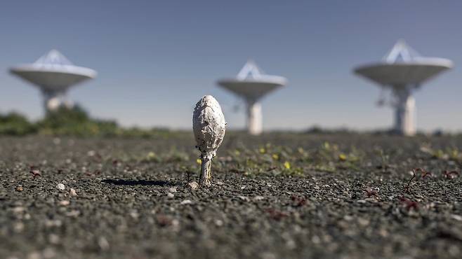 네이처 선정 2025년 최고의 과학사진./Marco Longari/AFP via Getty