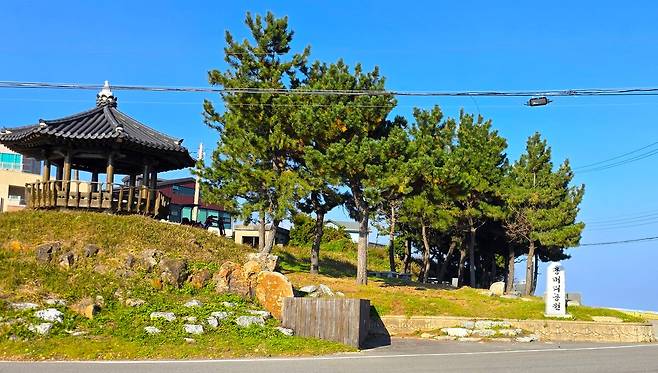 고래불 용머리 솔숲.