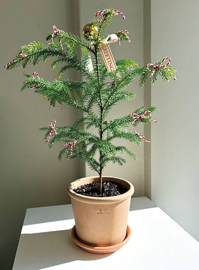 아라우카리아 비마이플랜트 제공